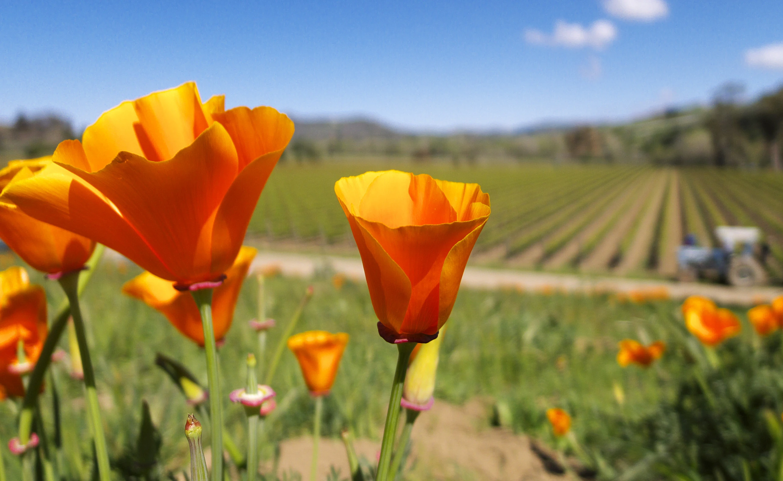 12 Great Reasons to Visit Santa Rosa | Visit Santa Rosa