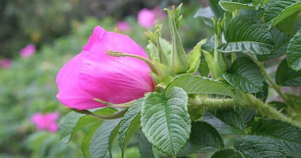 Garden Tours | Visit Santa Rosa